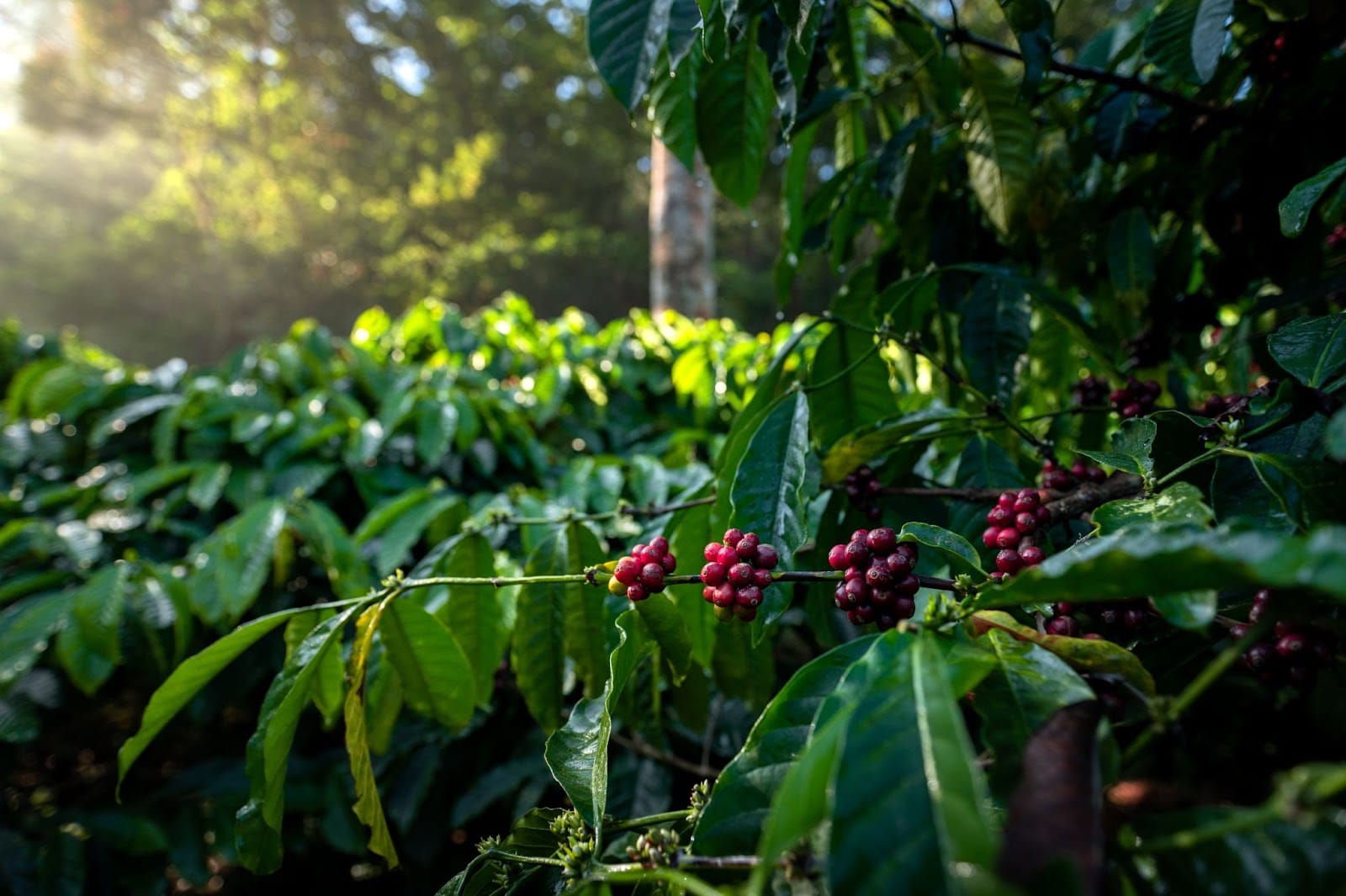 Coffee plants growing in a Coorg plantation